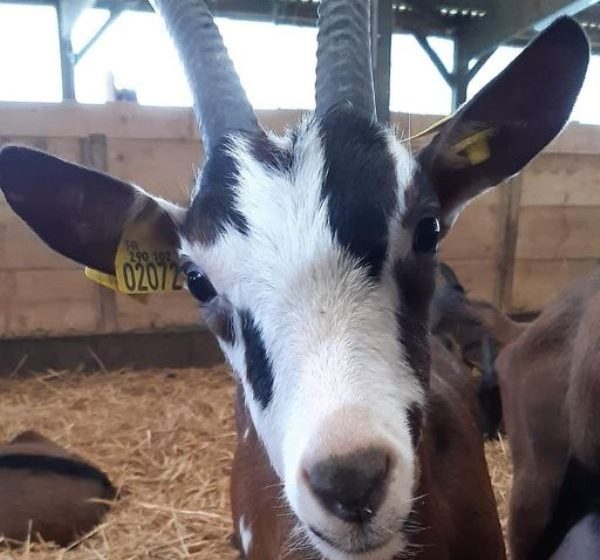 Ferme pédagogique et découverte : La Ferme d’Ozance