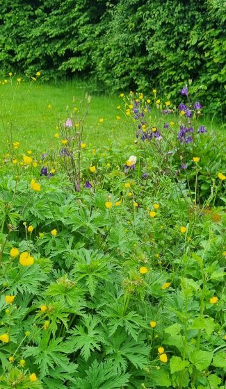 Atelier « les fleurs et les plantes sauvages comestibles »