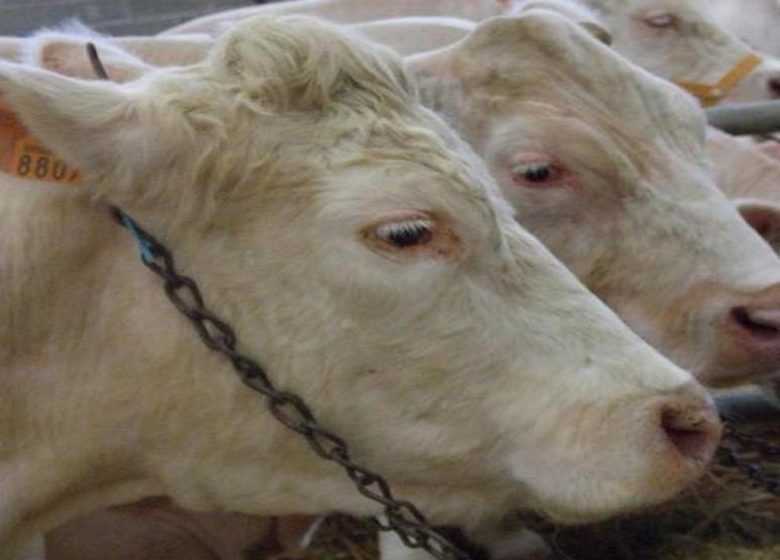 78 ème Foire concours reproducteurs charolais