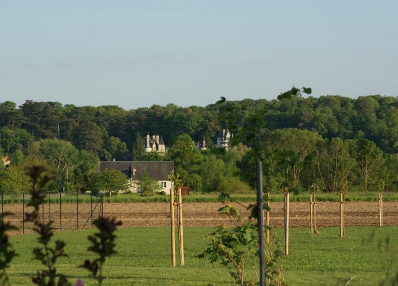 L’Ile au Bois Dormant