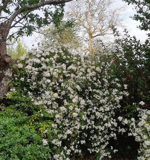 La Glycine