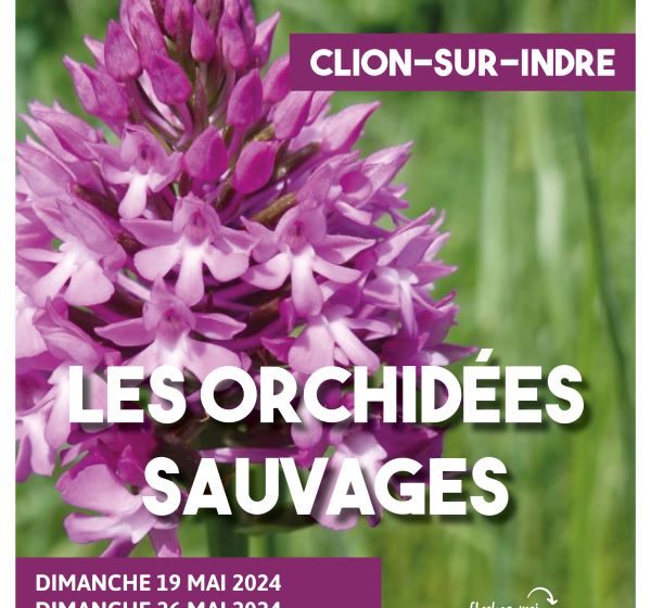 Sortie nature : orchidées sauvages du Boischaut Nord