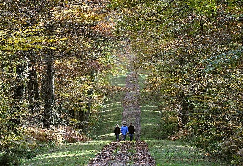 Visite guidée – Balade d’automne en forêt de Loches