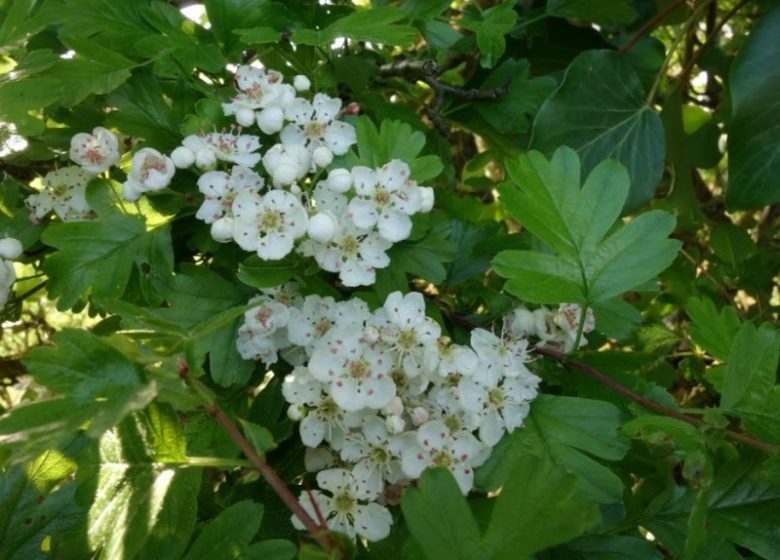 Mon Herbier Châtillonnais : Saint-Cyran-du-Jambot, la flore des talus, des haies et des boiS