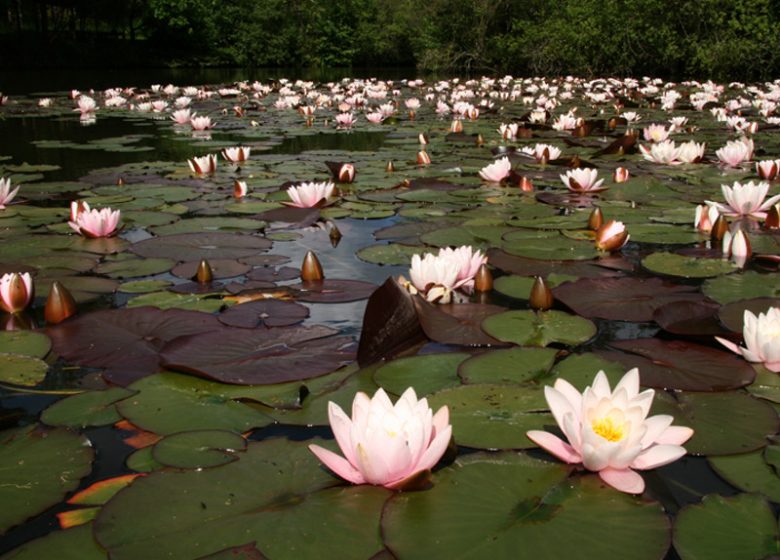 Arboretum de la Martinière