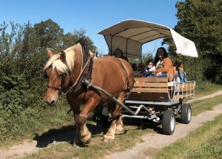 Balade en calèche