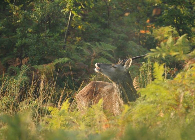 A la découverte des cervidés en forêt de Lancosme