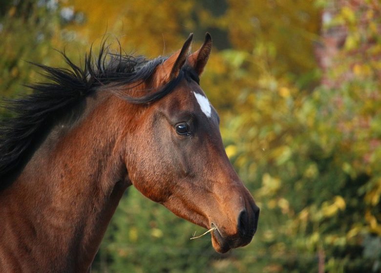 Les Chevaux de La Lande