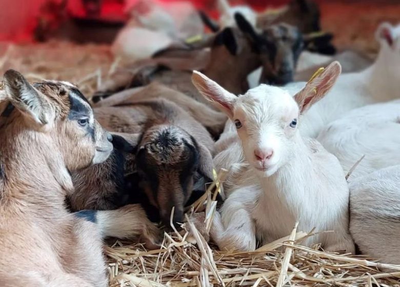 Ferme pédagogique et découverte : La Ferme d’Ozance