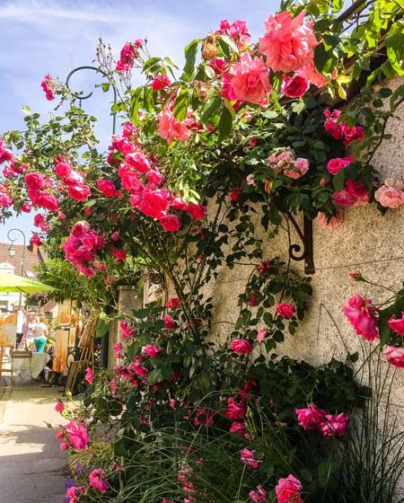 Festival des roses