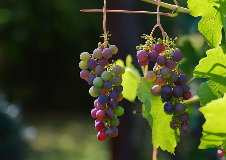 Fête des vendanges