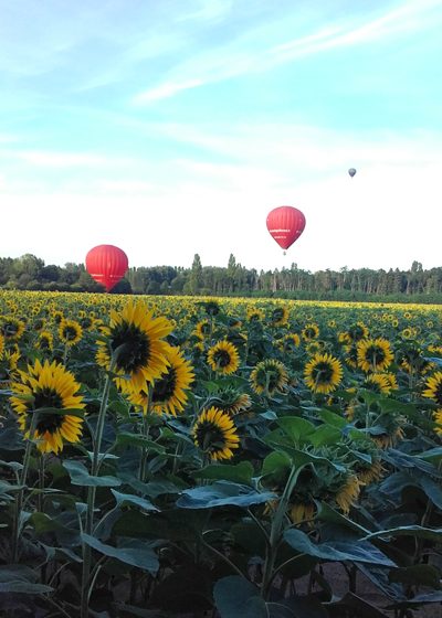 Randonnée sur les bords du Cher