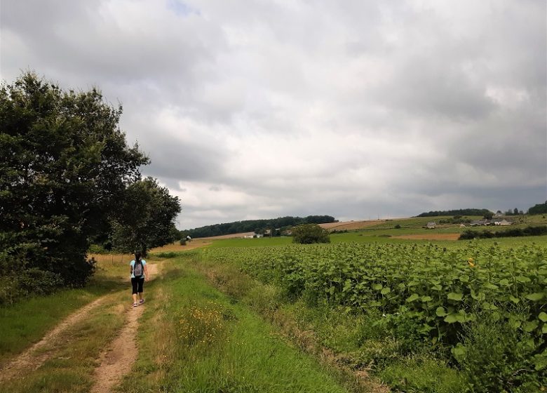 Le lys dans la vallée