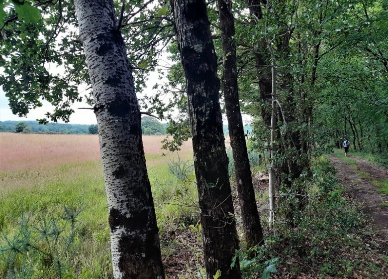 Le lys dans la vallée