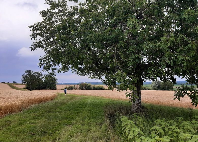 Le lys dans la vallée