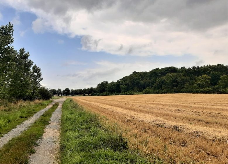 Le lys dans la vallée