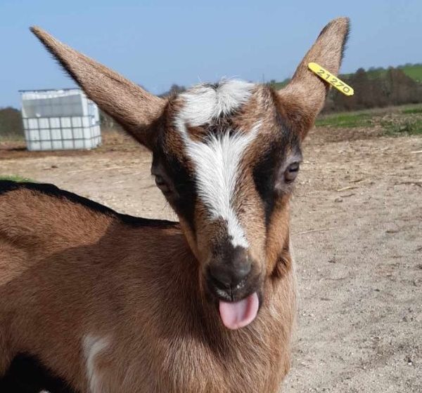 Ferme pédagogique et découverte : La Ferme d’Ozance