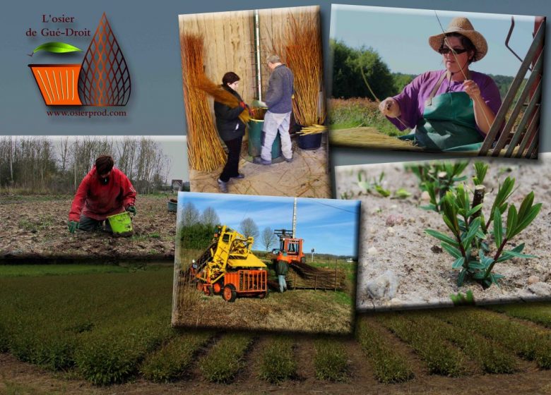 Visite d’une ferme productrice d’osier « la récolte »